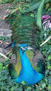 2024-01-GranCan-Jardin_de_la_Marquesa-012.jpg